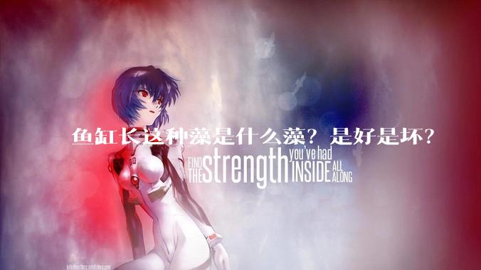 鱼缸长这种藻是什么藻？是好是坏？